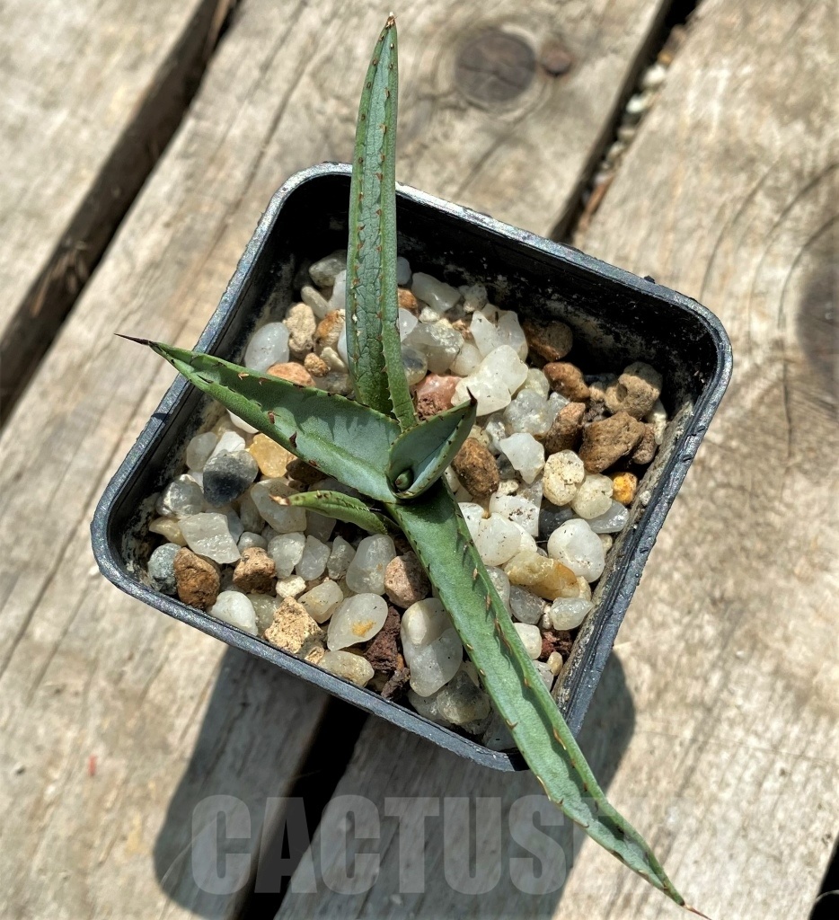 SHPR11583 Agave 'Royal Spine' - 画像 (2)