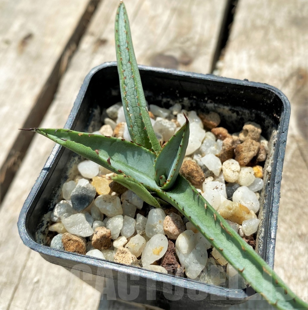 SHPR11583 Agave 'Royal Spine'