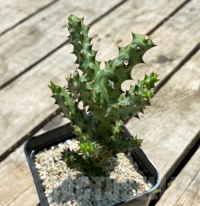 SHPR11584 Edithcolea grandis