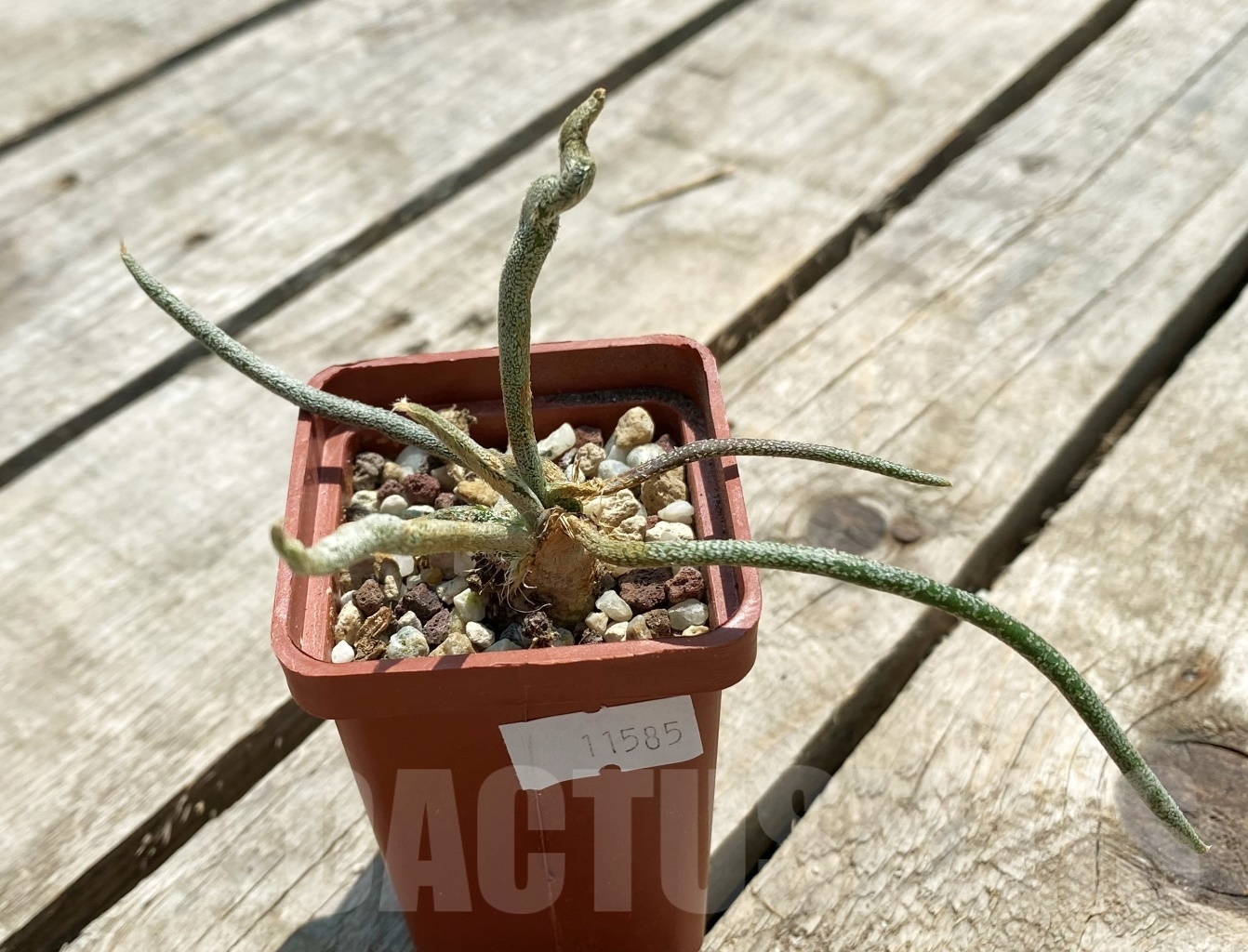 SHPR11585 Astrophytum caput-medusae