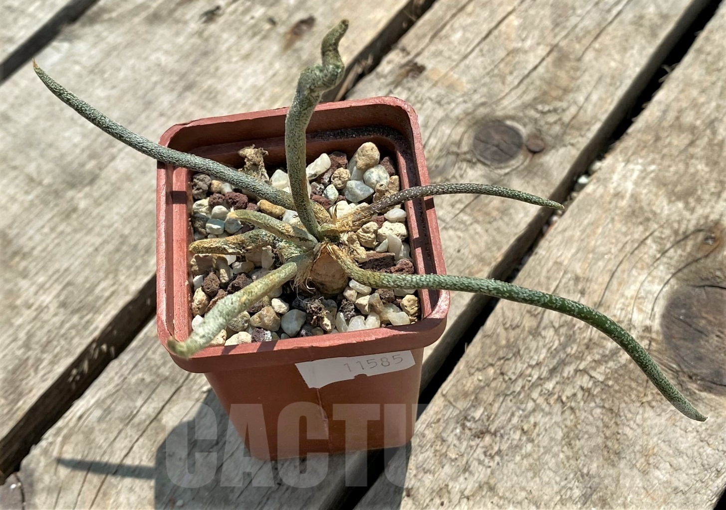 SHPR11585 Astrophytum caput-medusae - Obrázek 2