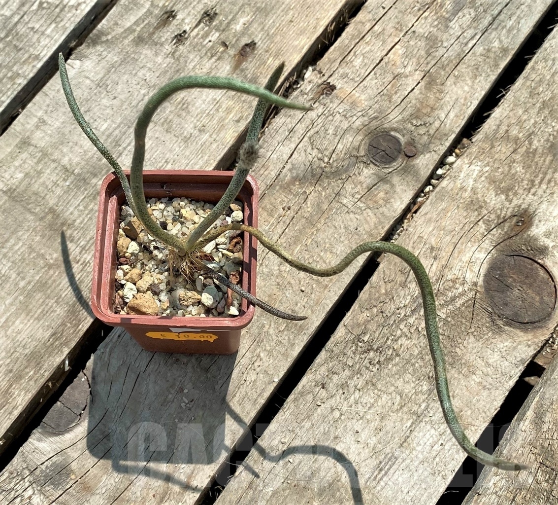 SHPR11586 Astrophytum caput-medusae