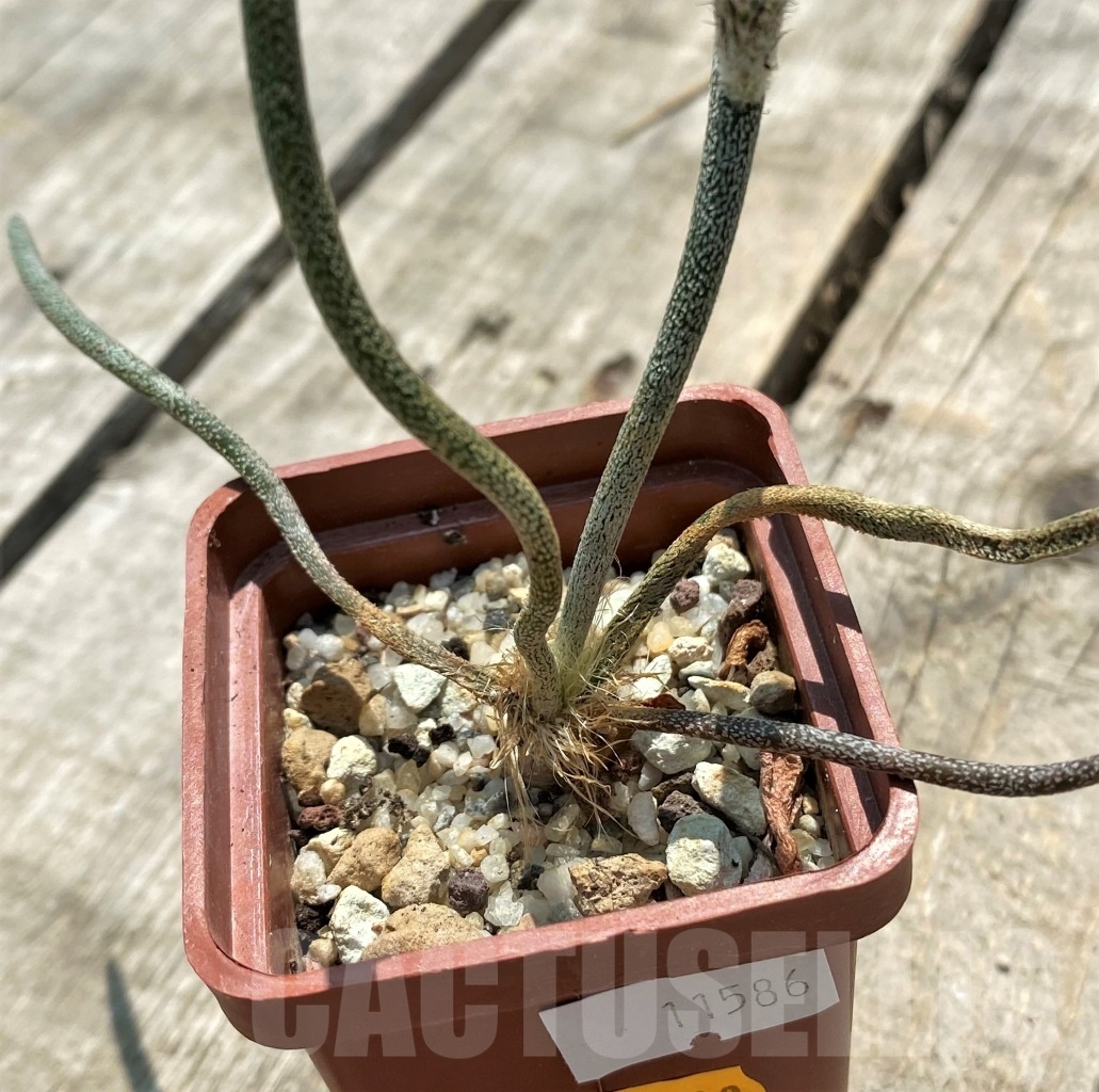 SHPR11586 Astrophytum caput-medusae - Obrázek 2