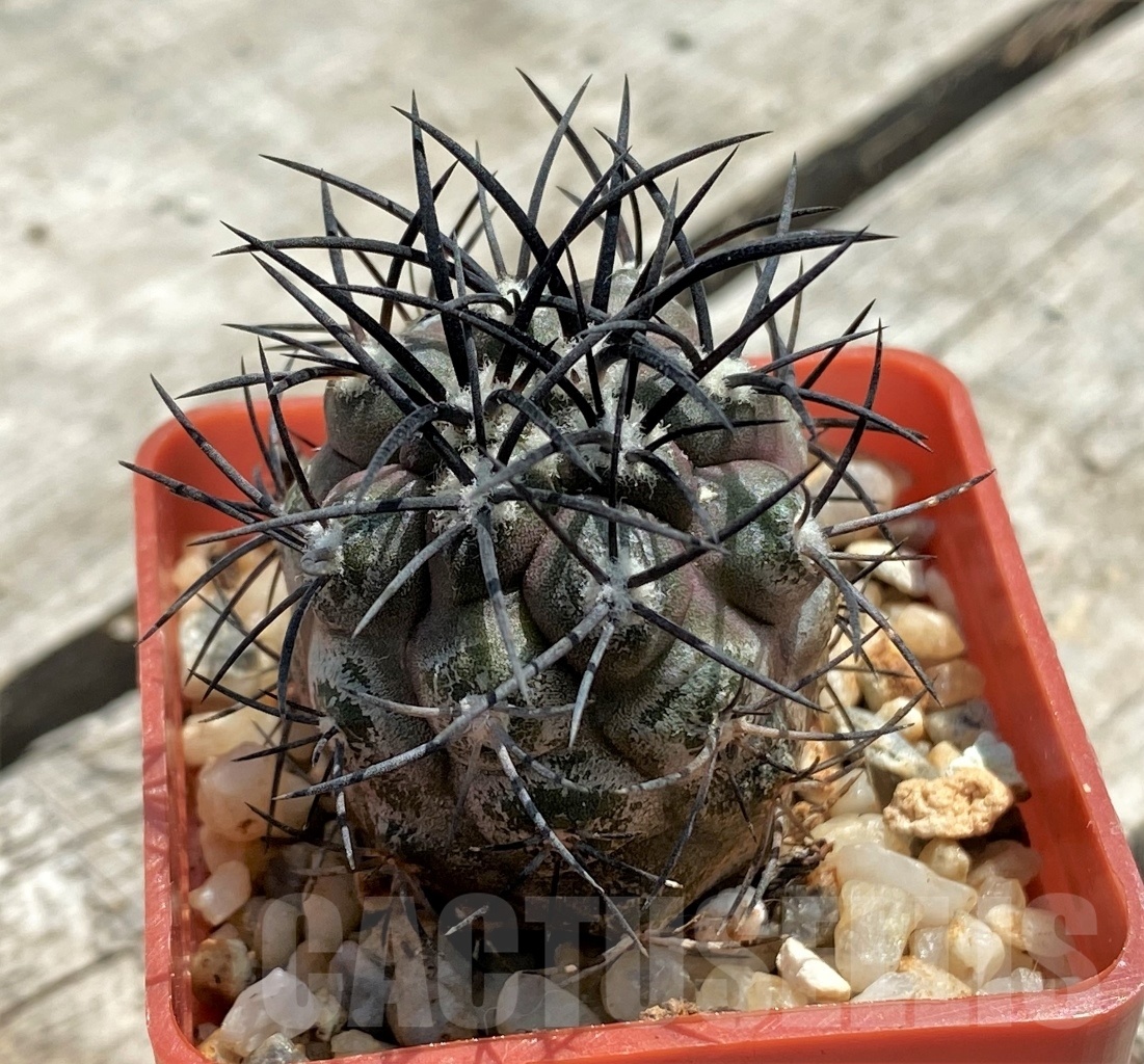 SHPR11588 Copiapoa griseoviolacea JN 1275