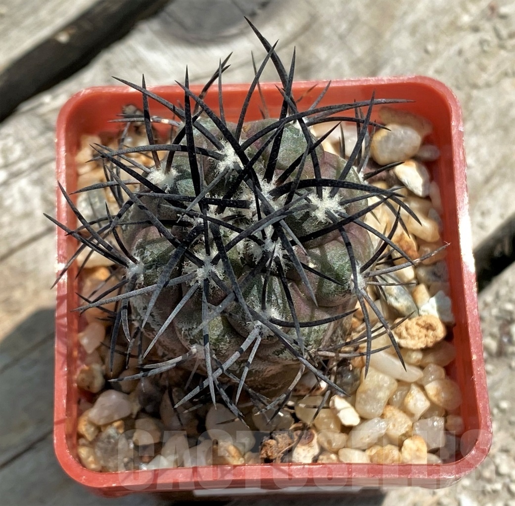 SHPR11588 Copiapoa griseoviolacea JN 1275 - Image 2