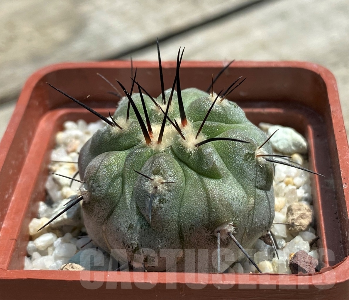 SHPR11591 Copiapoa dealbata -Carpaca-