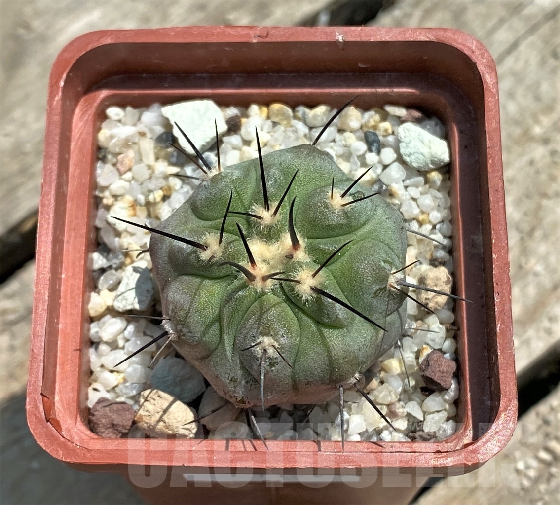 SHPR11591 Copiapoa dealbata -Carpaca- - Image 2