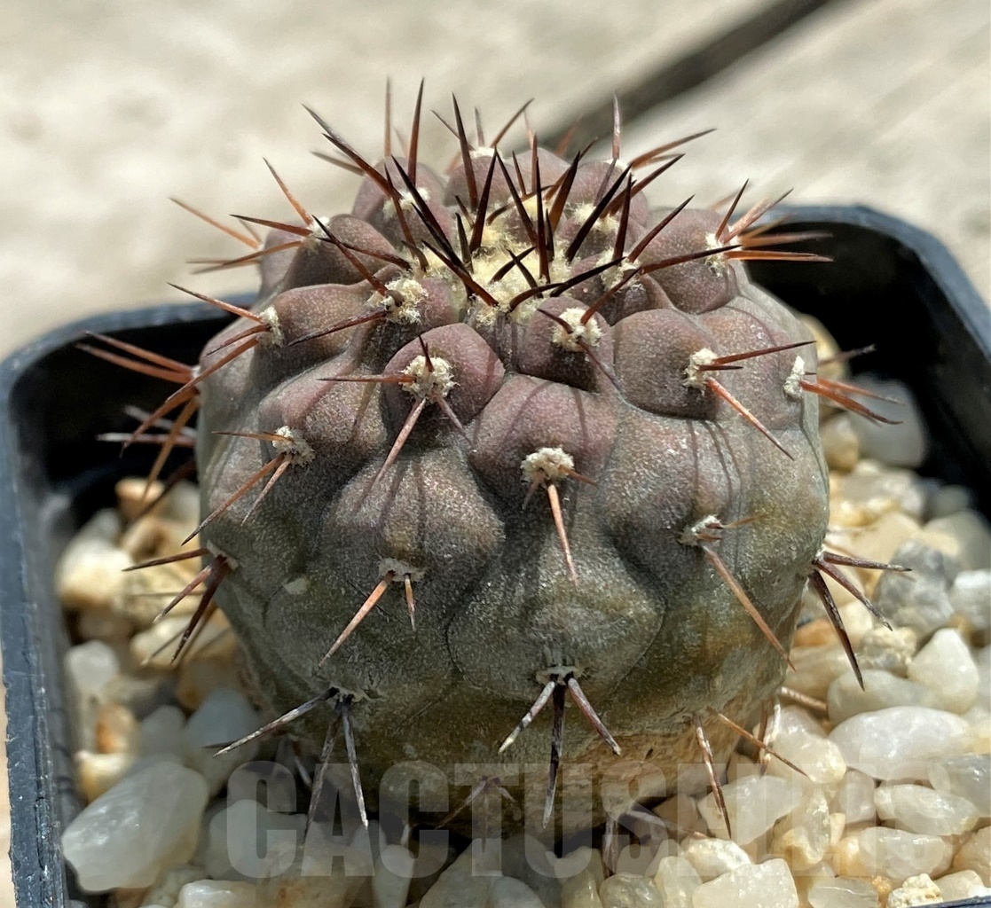 SHPR11597 Copiapoa cinerea v. columna-alba