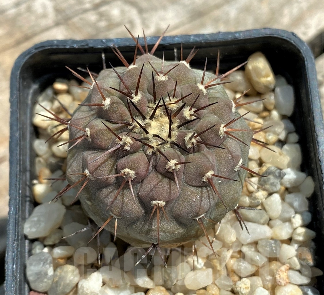 SHPR11597 Copiapoa cinerea v. columna-alba - Obrázek 2
