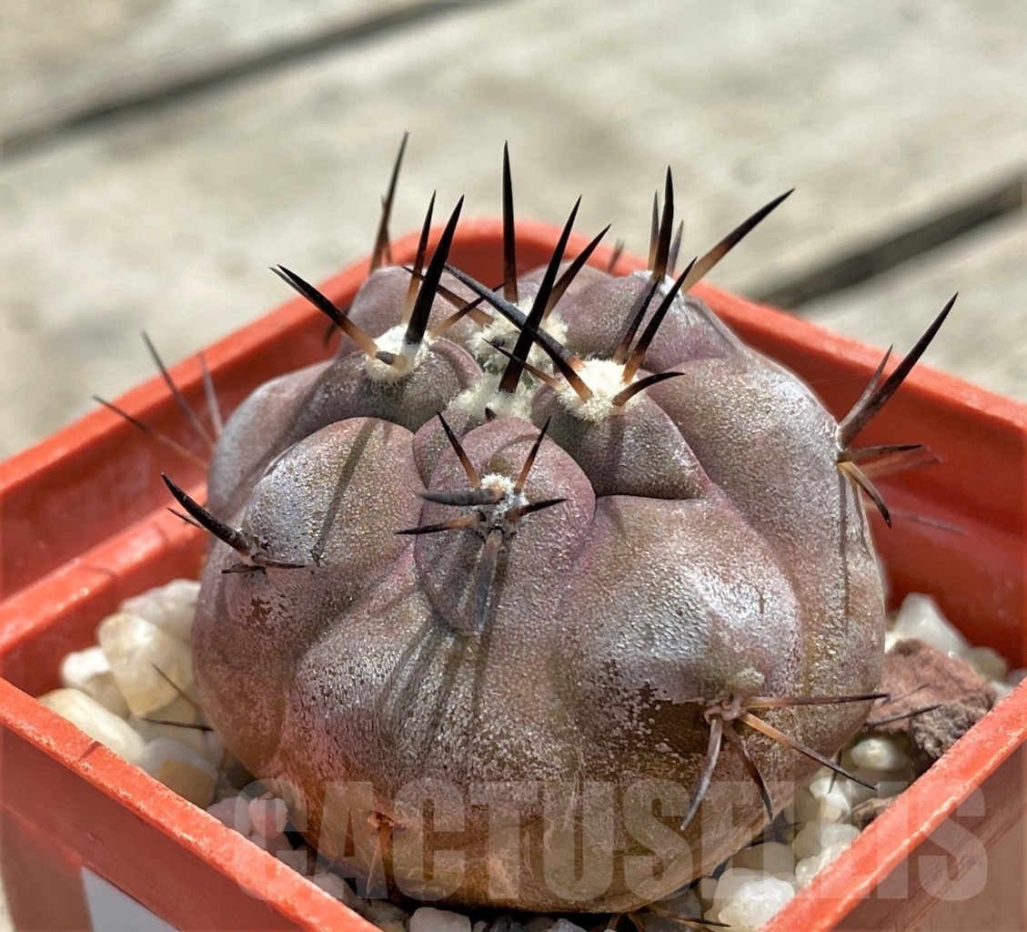 SHPR11600 Copiapoa cinerea