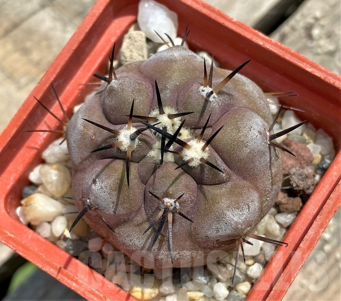 SHPR11600 Copiapoa cinerea - Image 2