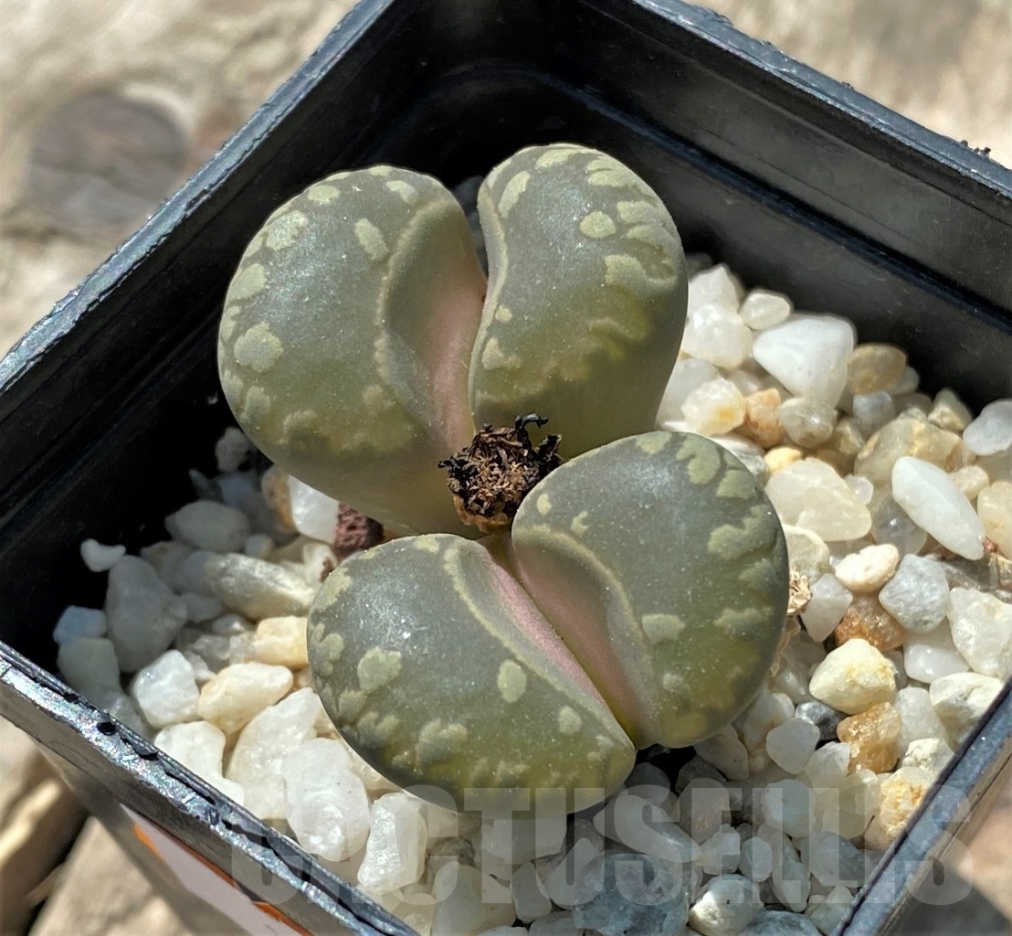 SHPR11669 Lithops otzeniana C 280 - Imagen 2