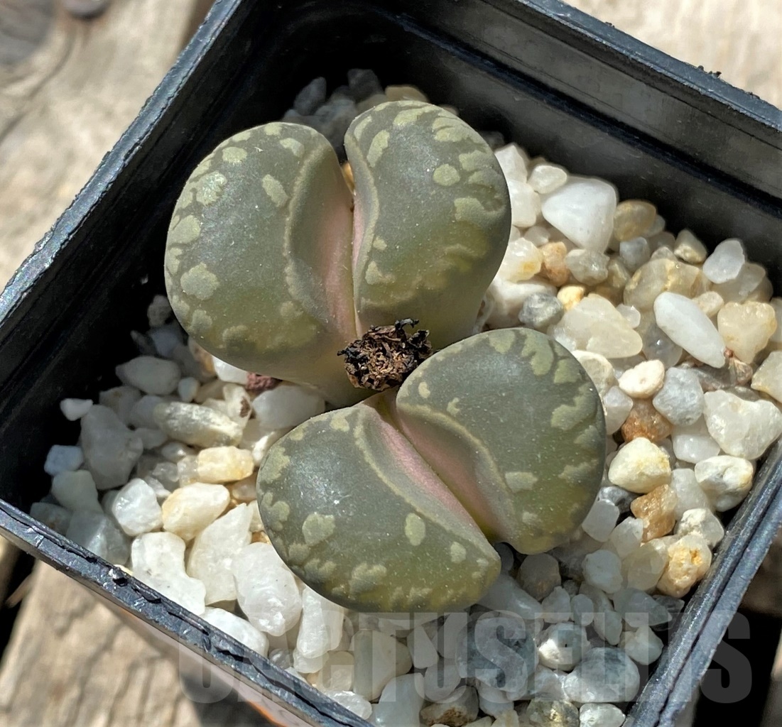 SHPR11669 Lithops otzeniana C 280