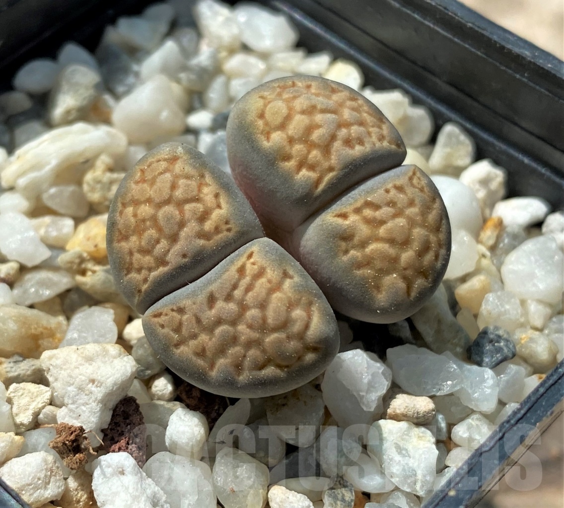 SHPR11670 Lithops julii