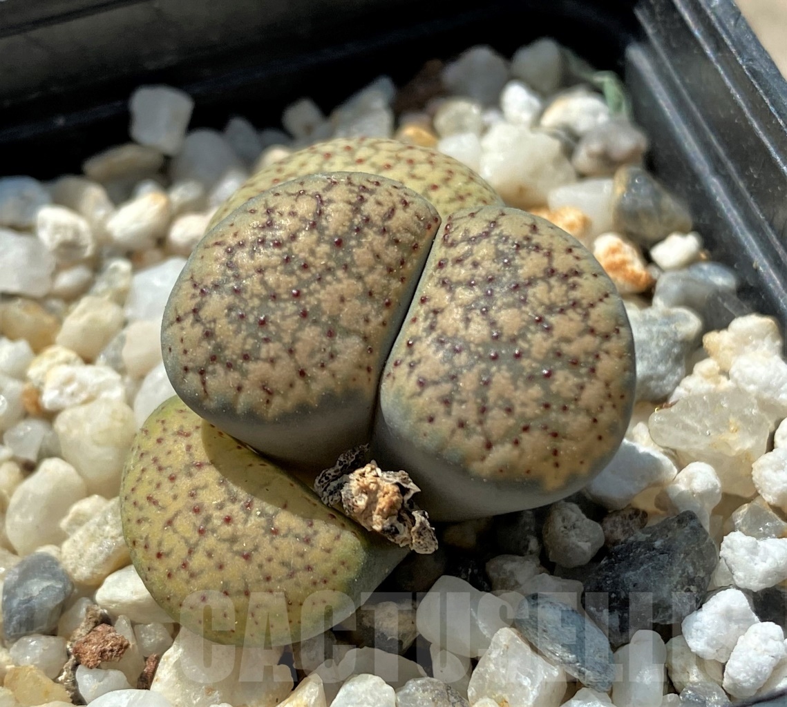 SHPR11671 Lithops verruculosa C 95