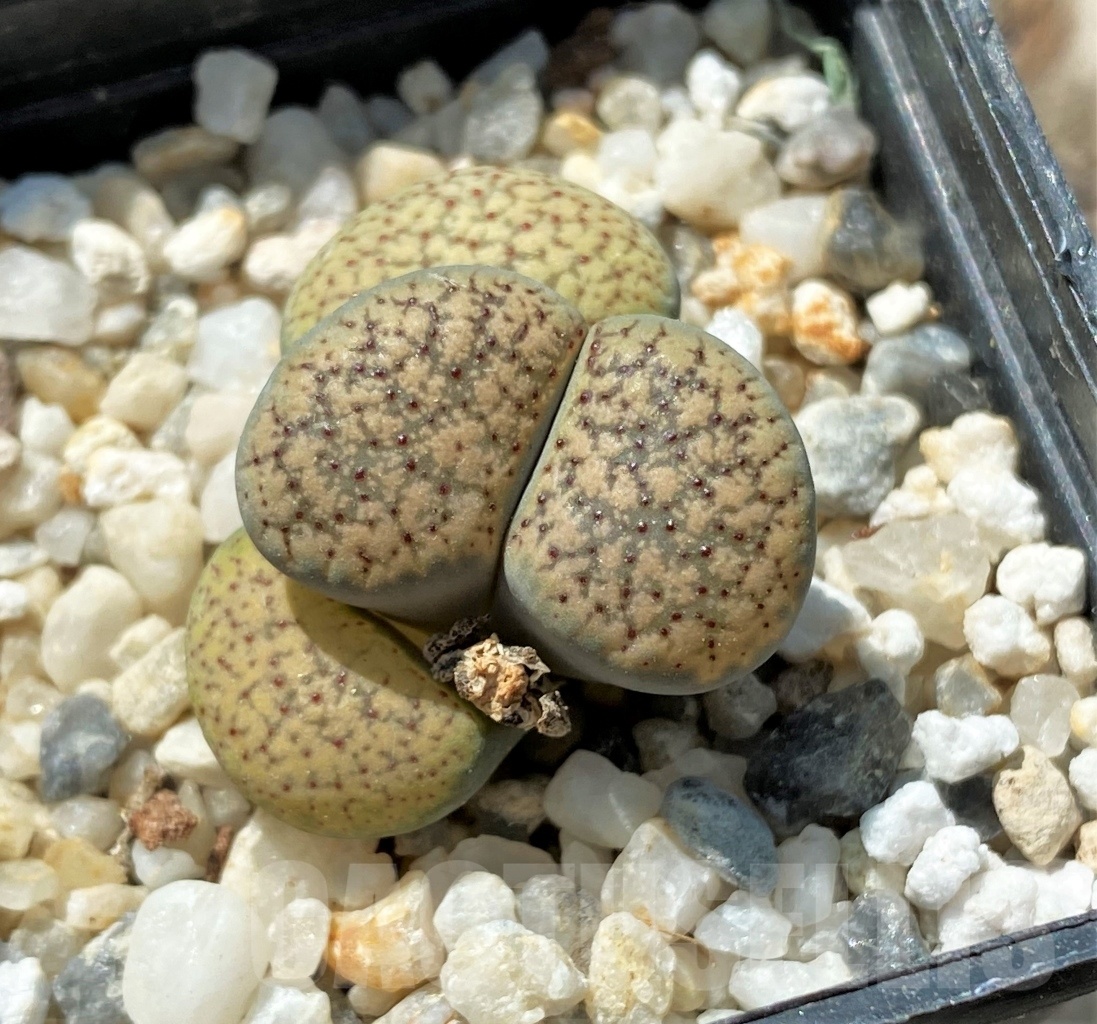 SHPR11671 Lithops verruculosa C 95 - Imagen 2