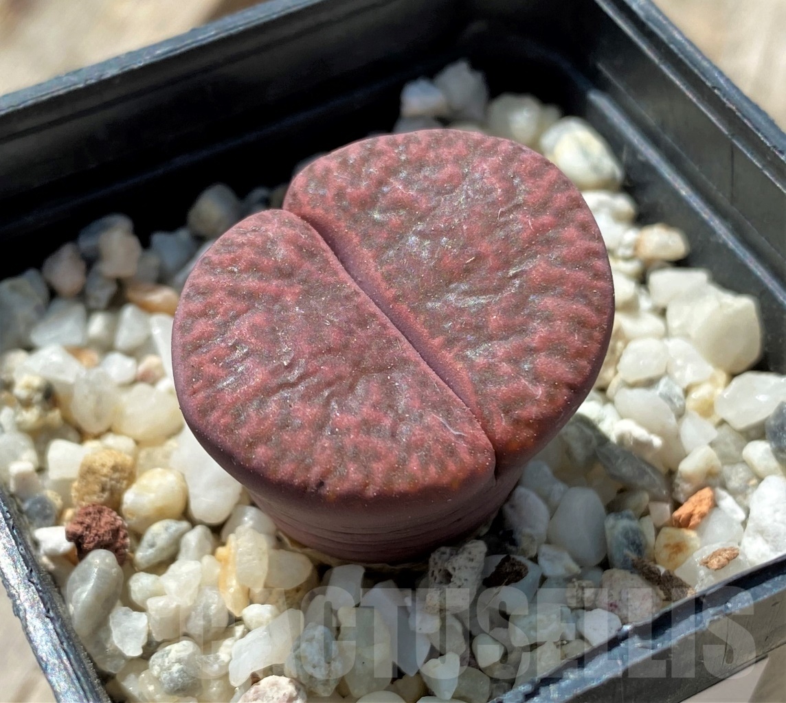 SHPR11672 Lithops bromfieldii var. glaudinae 'Rubroroseus'