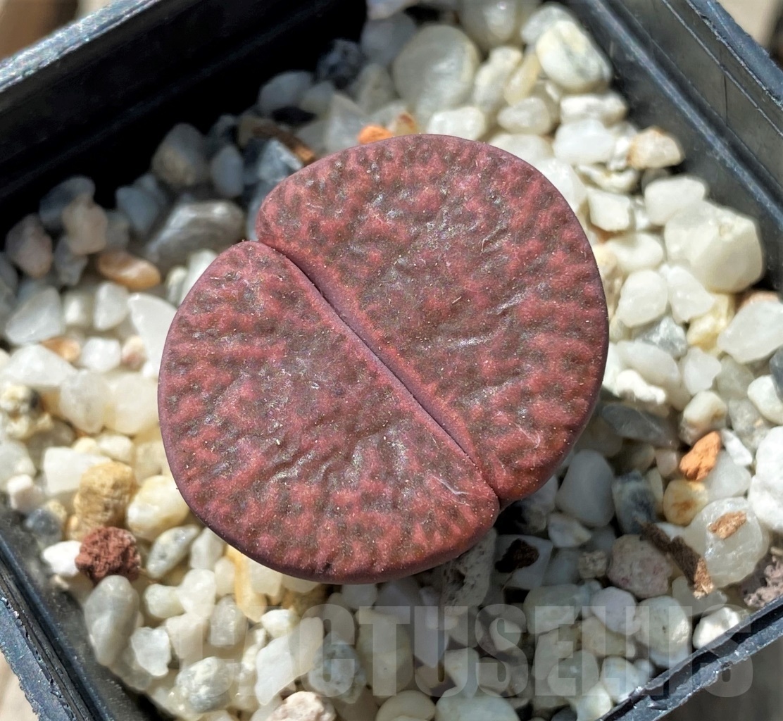 SHPR11672 Lithops bromfieldii var. glaudinae 'Rubroroseus' - Imagen 2