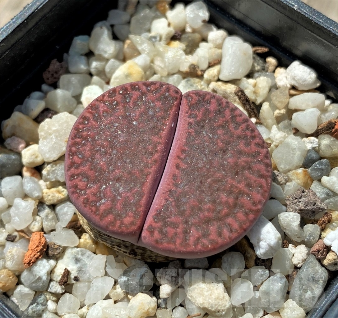 SHPR11673 Lithops bromfieldii var. glaudinae 'Rubroroseus'