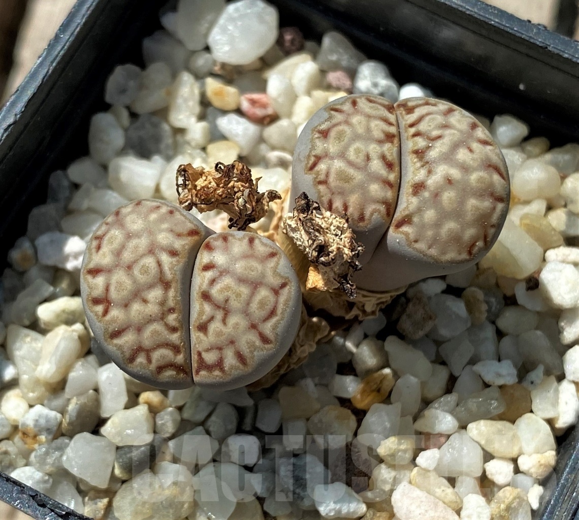 SHPR11674 Lithops julii v. fulleri C 161