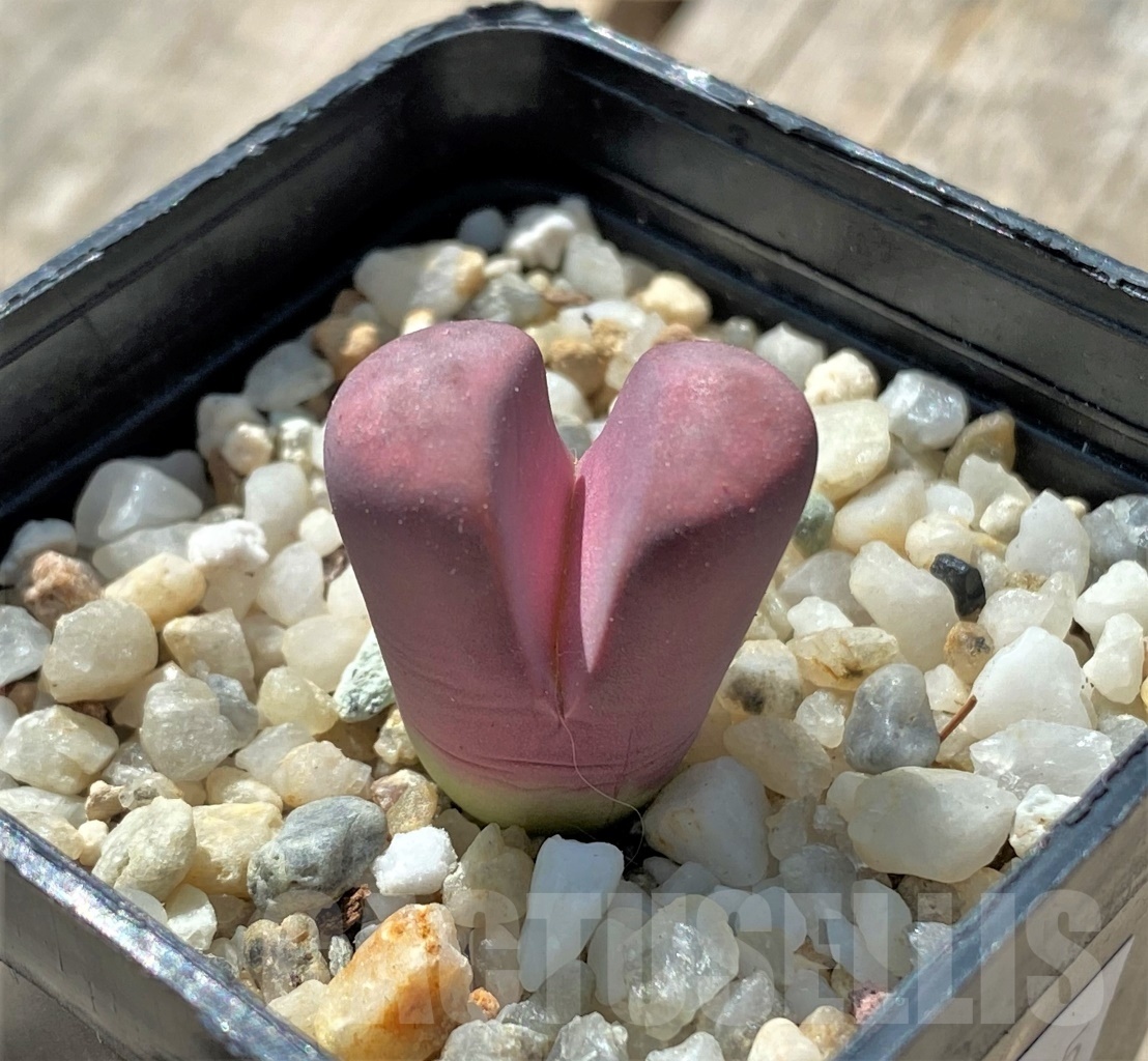 SHPR11675 Lithops meyeri 'Hammeruby'