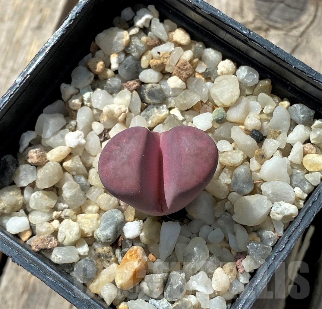 SHPR11675 Lithops meyeri 'Hammeruby' - 画像 (2)