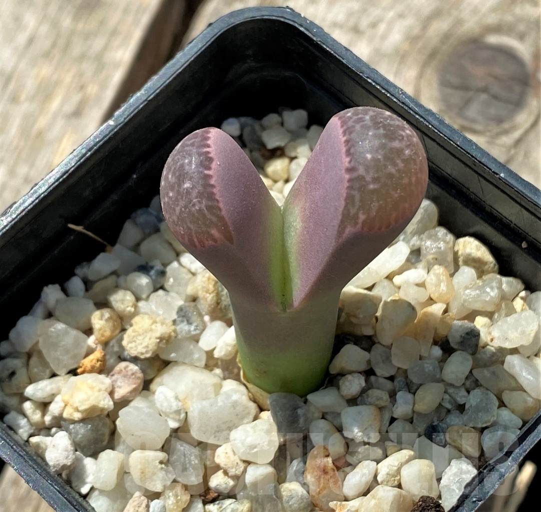 SHPR11676 Lithops naureeniae Pink form - Image 2