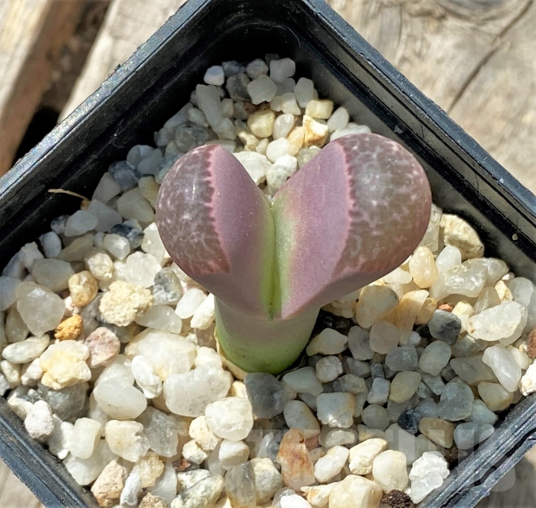 SHPR11676 Lithops naureeniae Pink form