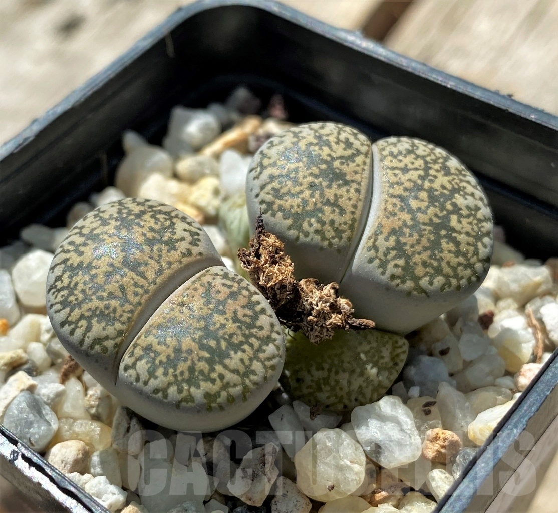 SHPR11678 Lithops lesliei v. venteri - Image 2
