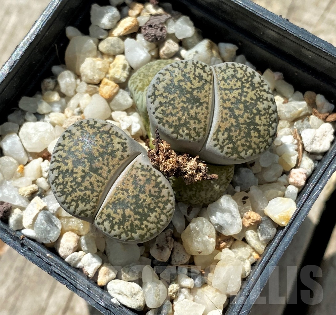 SHPR11678 Lithops lesliei v. venteri