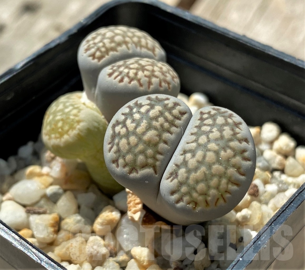SHPR11679 Lithops hallii