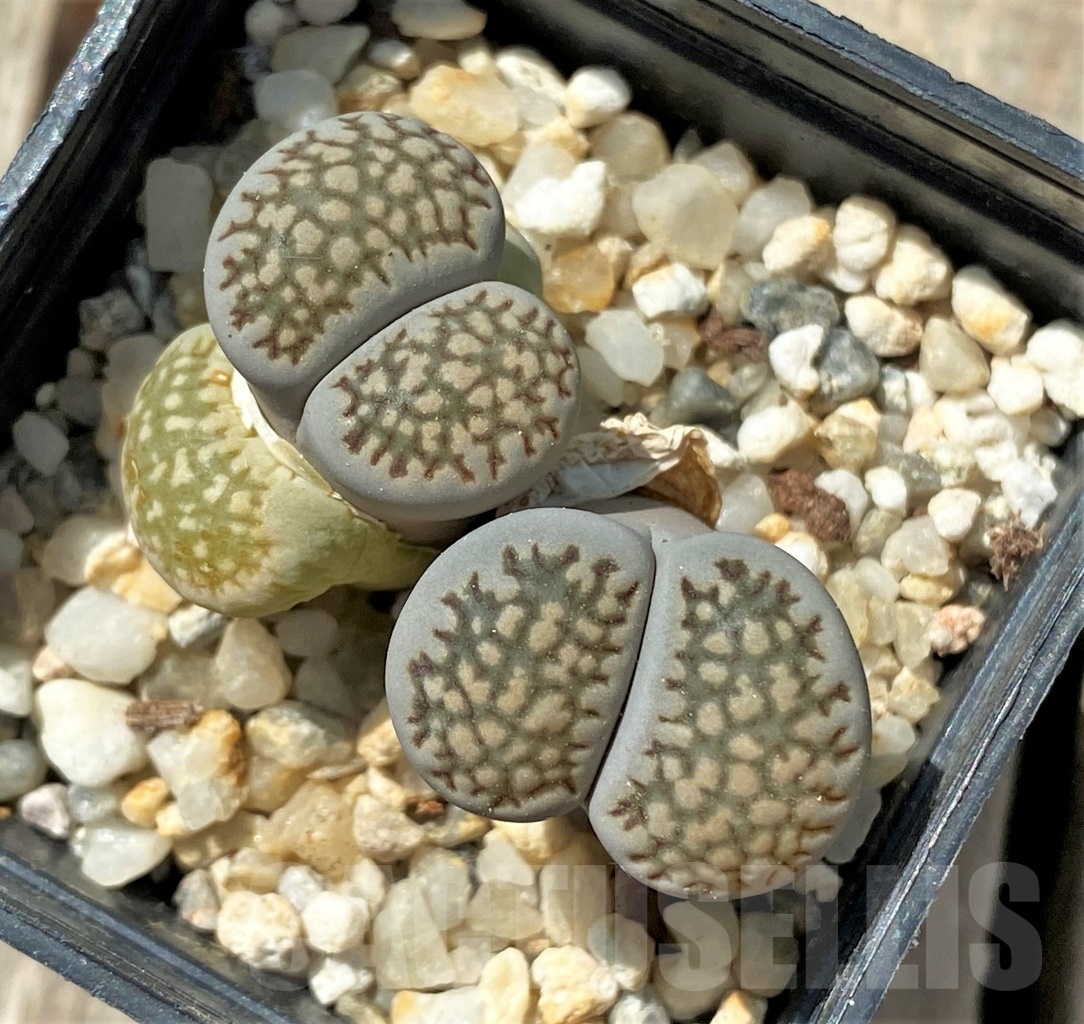 SHPR11679 Lithops hallii - Image 2