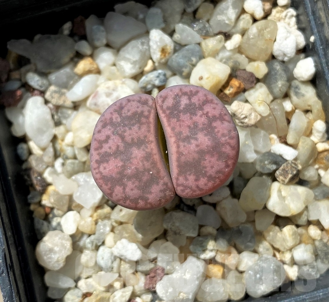 SHPR11682 Lithops gesinae Pink form