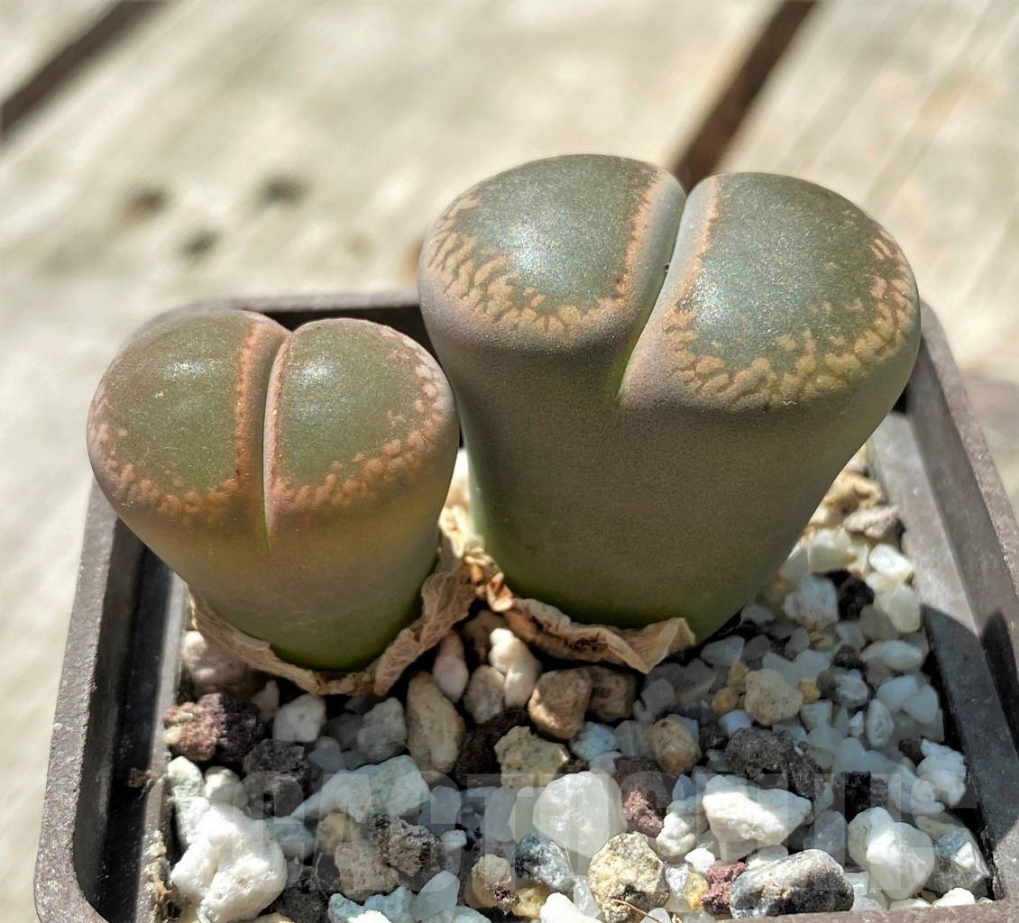 SHPR11683 Lithops aucampiae 'Nugget' - Image 2