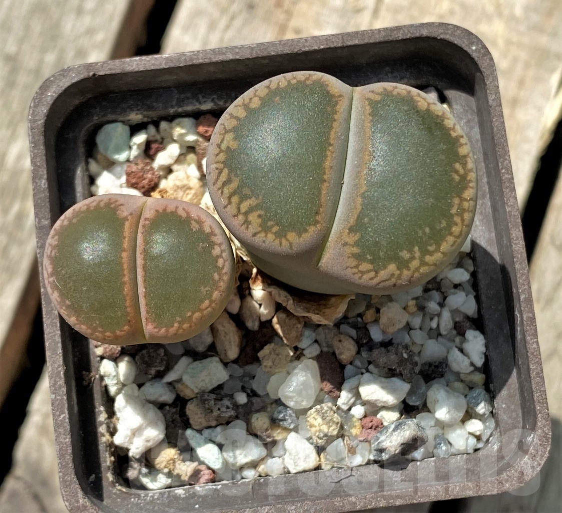 SHPR11683 Lithops aucampiae 'Nugget'