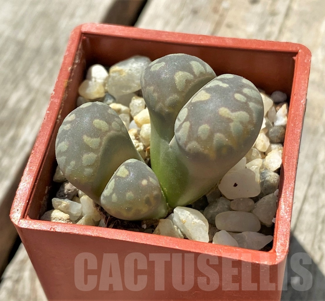 SHPR11684 Lithops otzeniana C 350