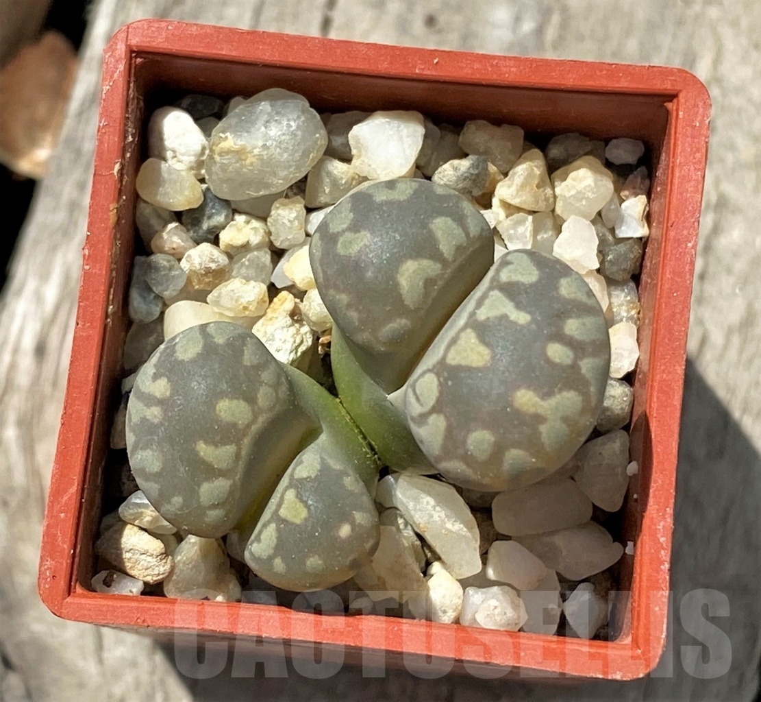 SHPR11684 Lithops otzeniana C 350 - Image 2