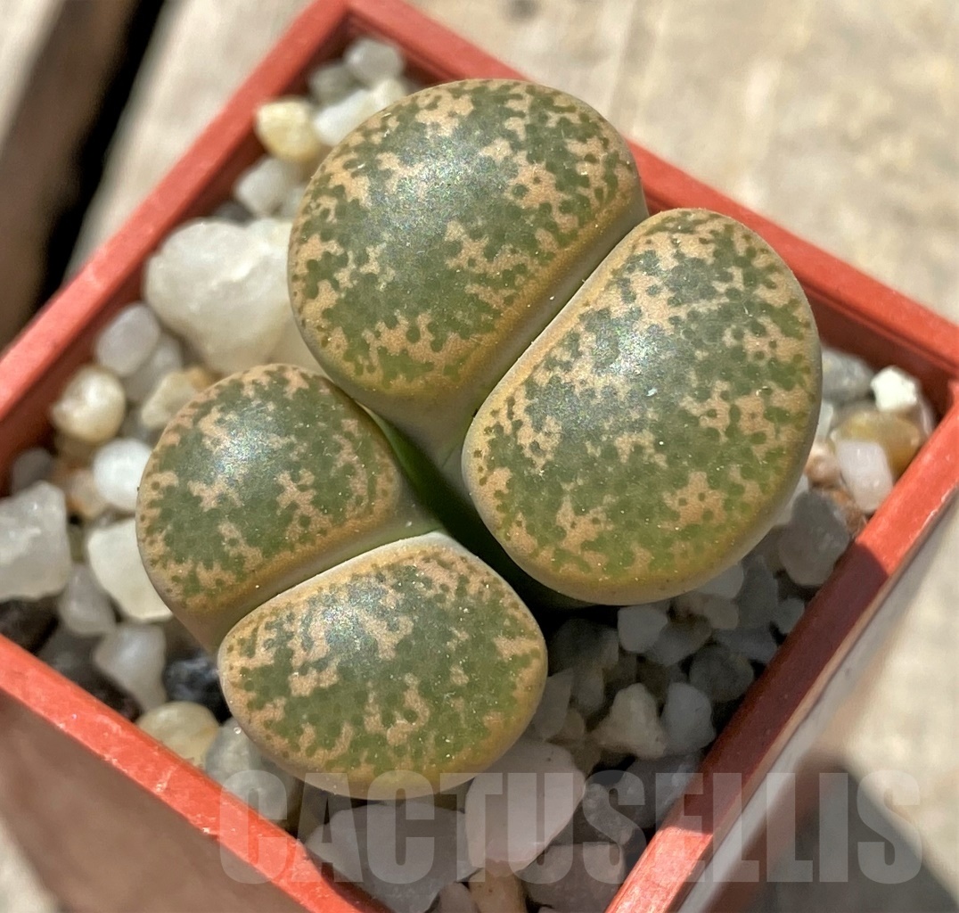 SHPR11686 Lithops lesliei - Herming spenits- SH