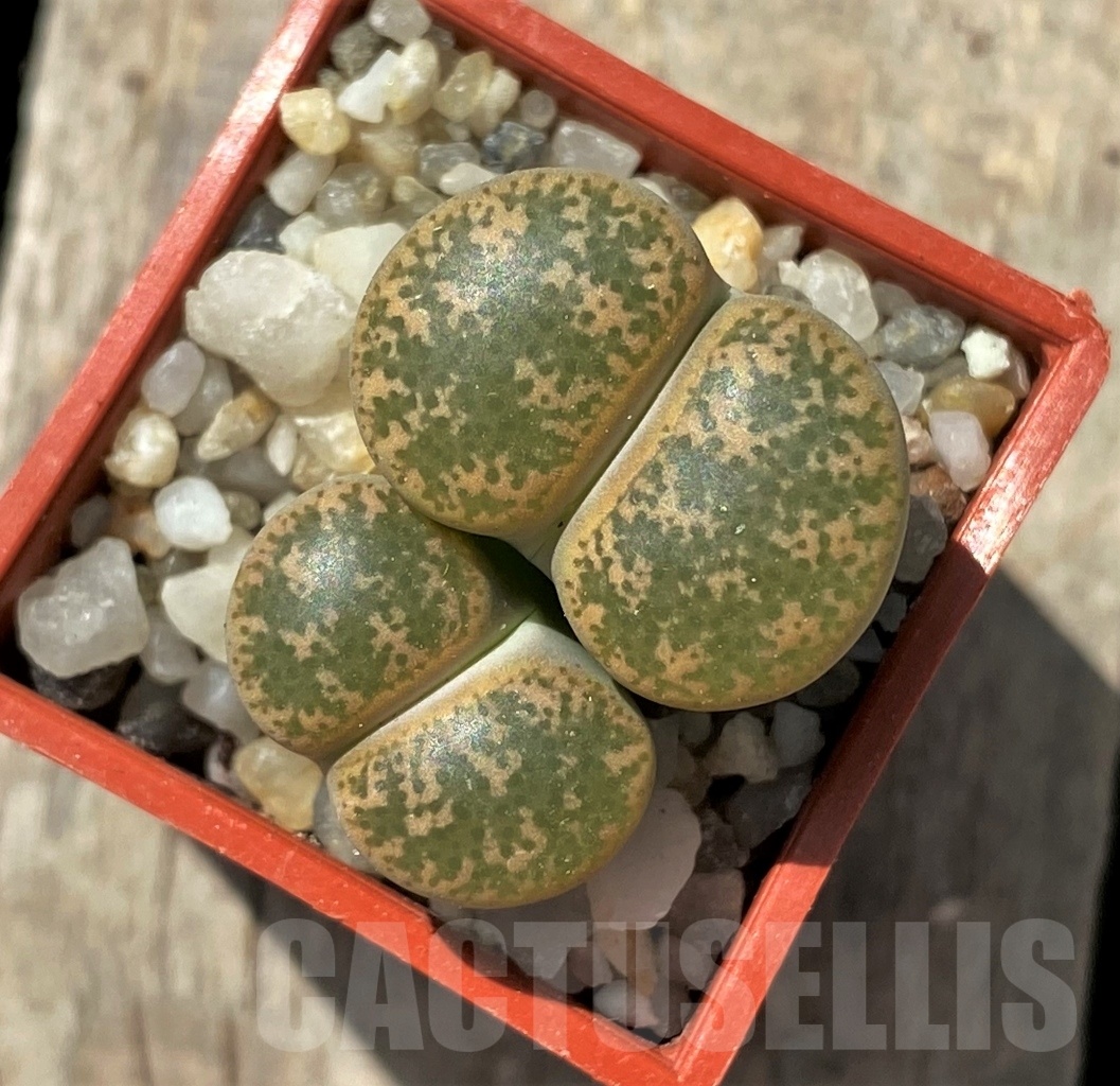 SHPR11686 Lithops lesliei - Herming spenits- SH - Image 2