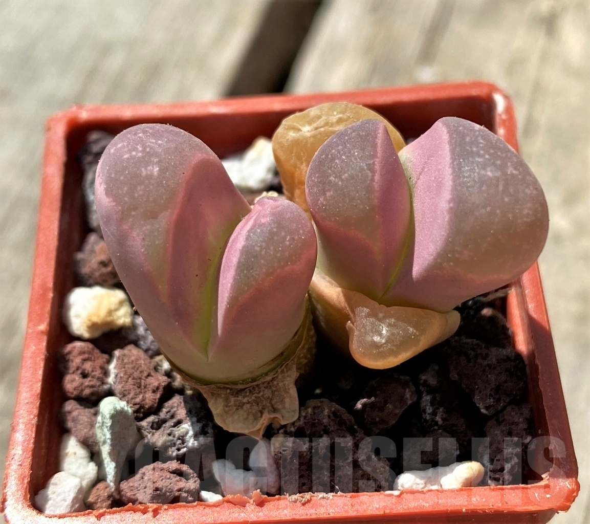 SHPR11688 Lithops optica 'Rubra'