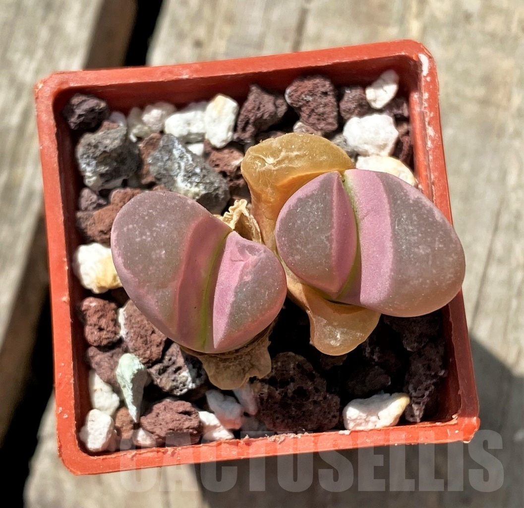 SHPR11688 Lithops optica 'Rubra' - Зображення 2