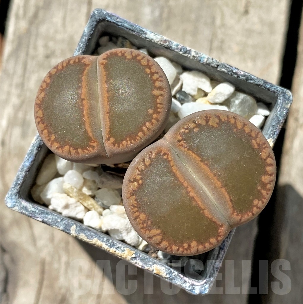 SHPR11689 Lithops aucampiae 'Nugget' - Image 2