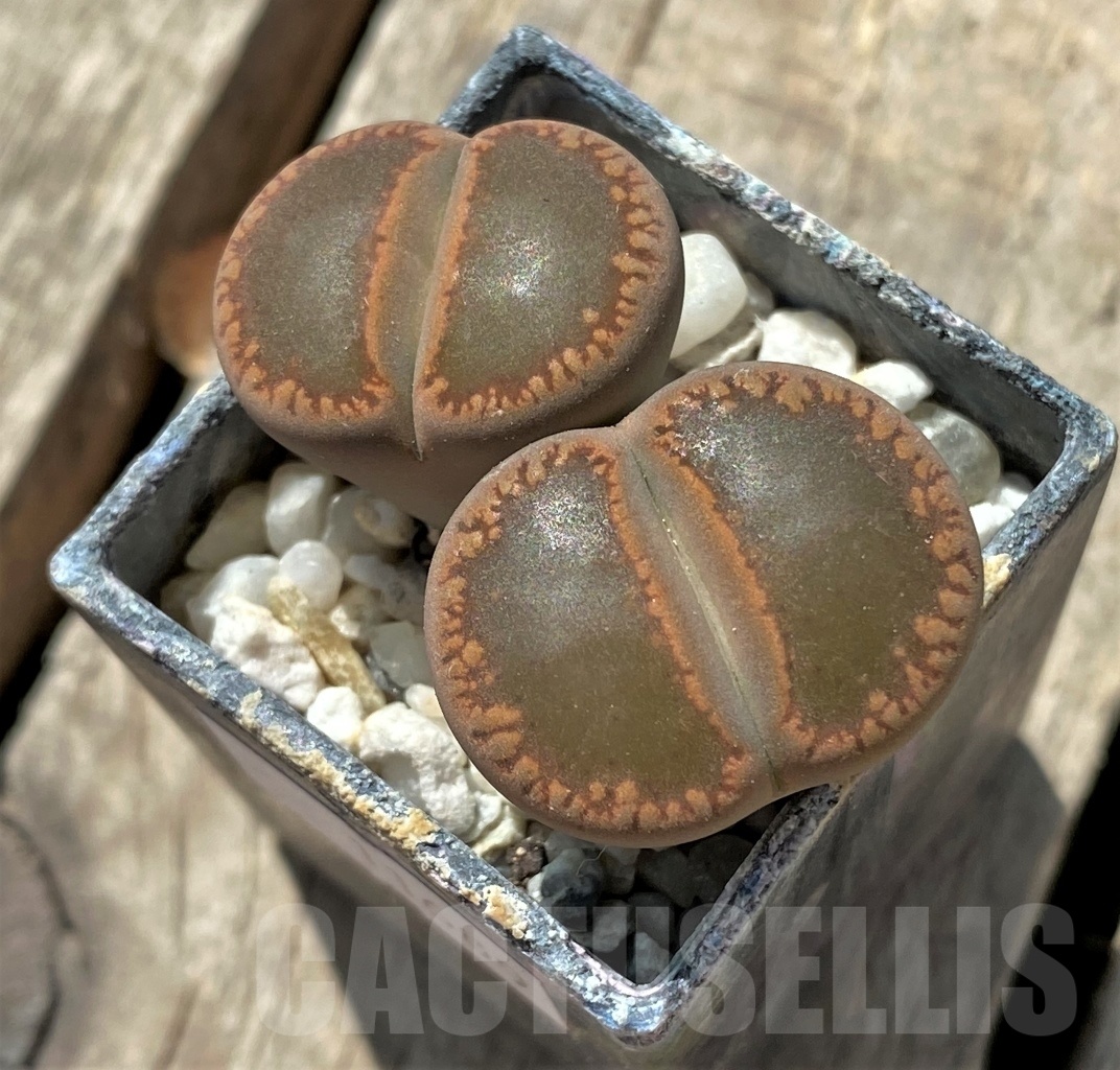 SHPR11689 Lithops aucampiae 'Nugget'