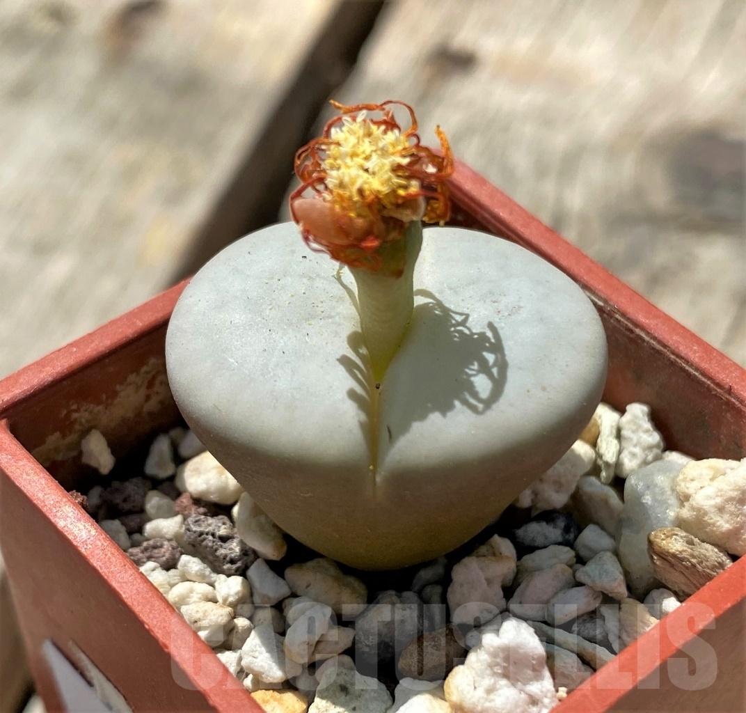 SHPR11690 Lithops pseudotruncatella v. groendrayensis C 246