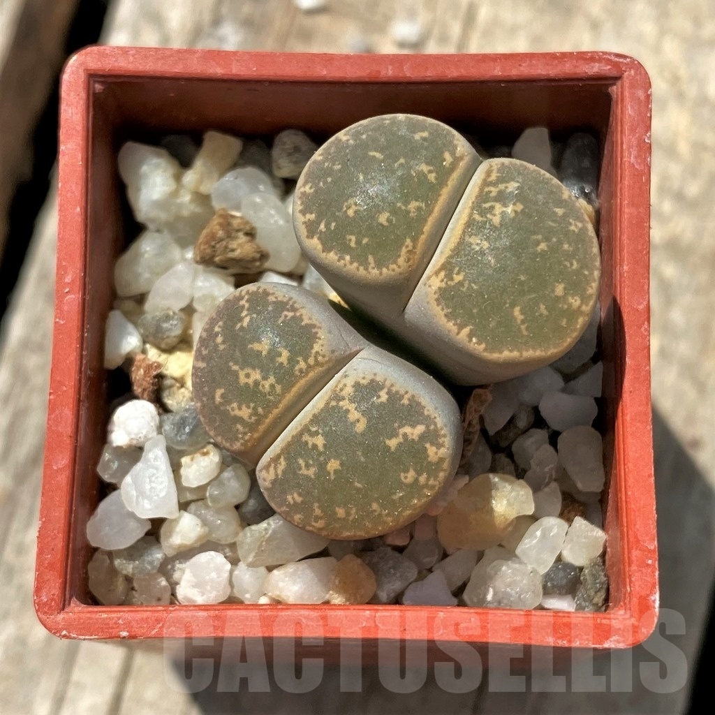SHPR11692 Lithops lesliei -Pietersburg- SH 1627