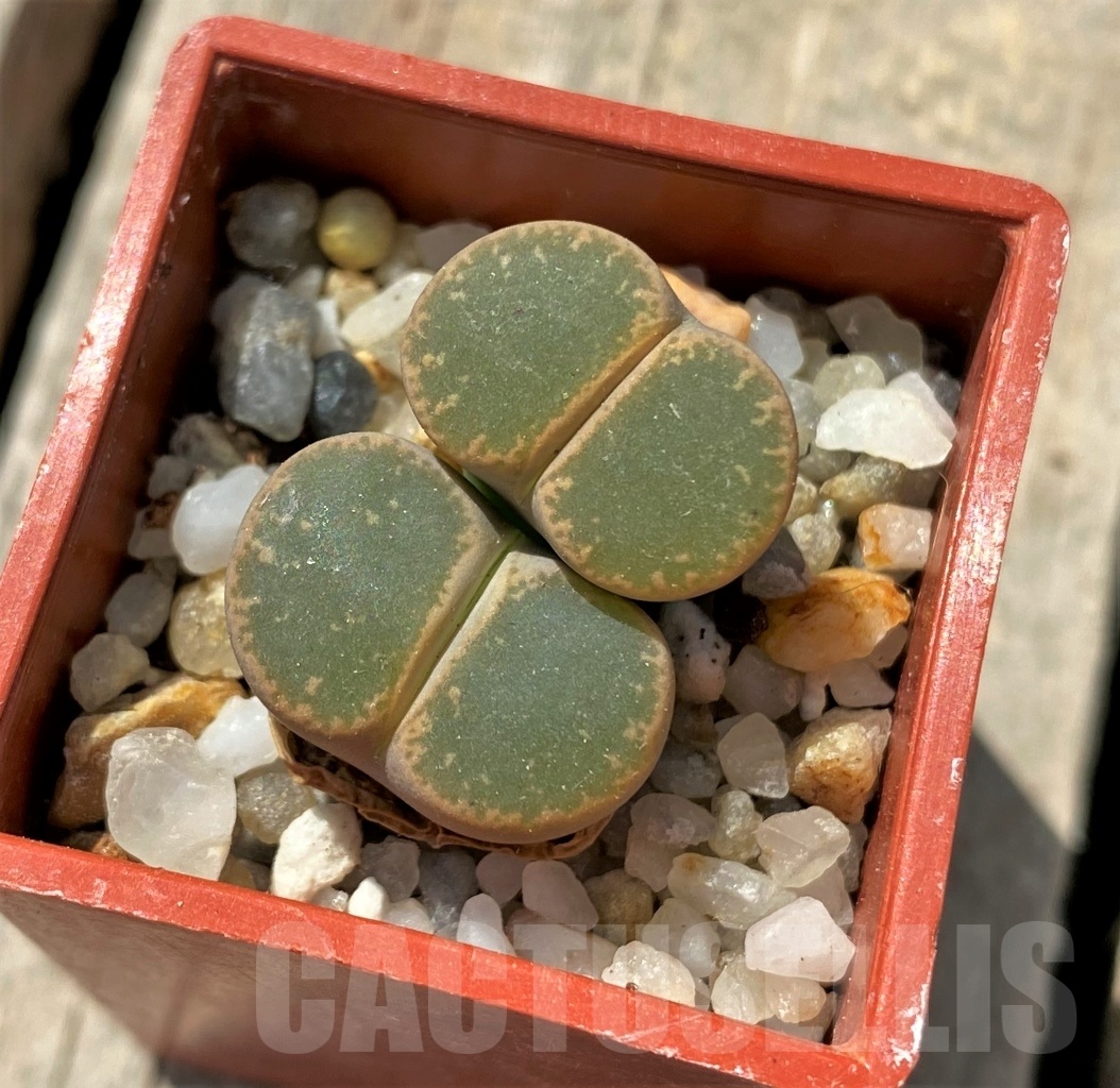 SHPR11693 Lithops lesliei -Pietersburg- SH 1627