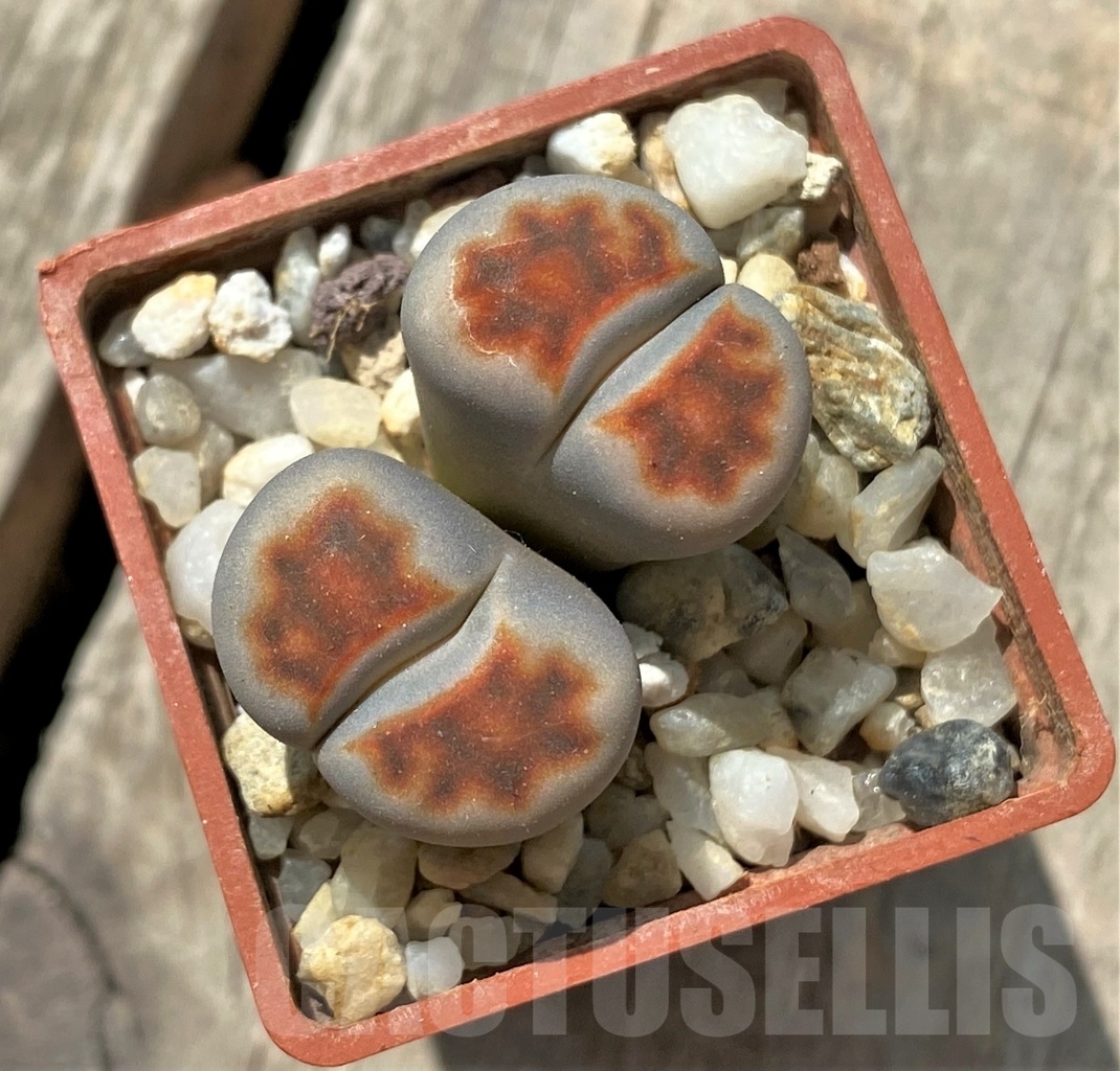 SHPR11695 Lithops karasmontana 'Top Red'