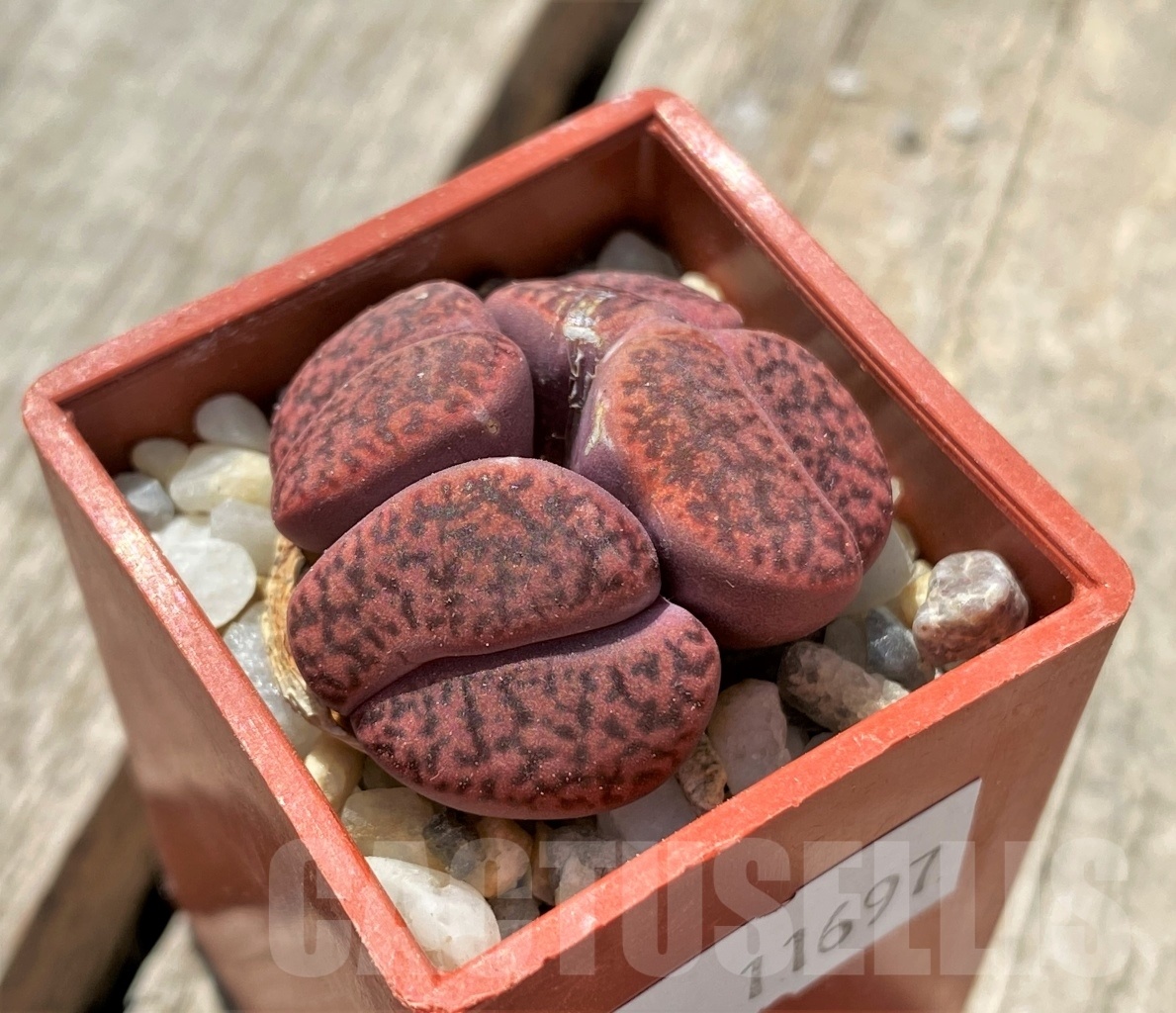 SHPR11697 Lithops bromfieldii v. glaudinae 'Rubroroseus' f. monstrosa ?