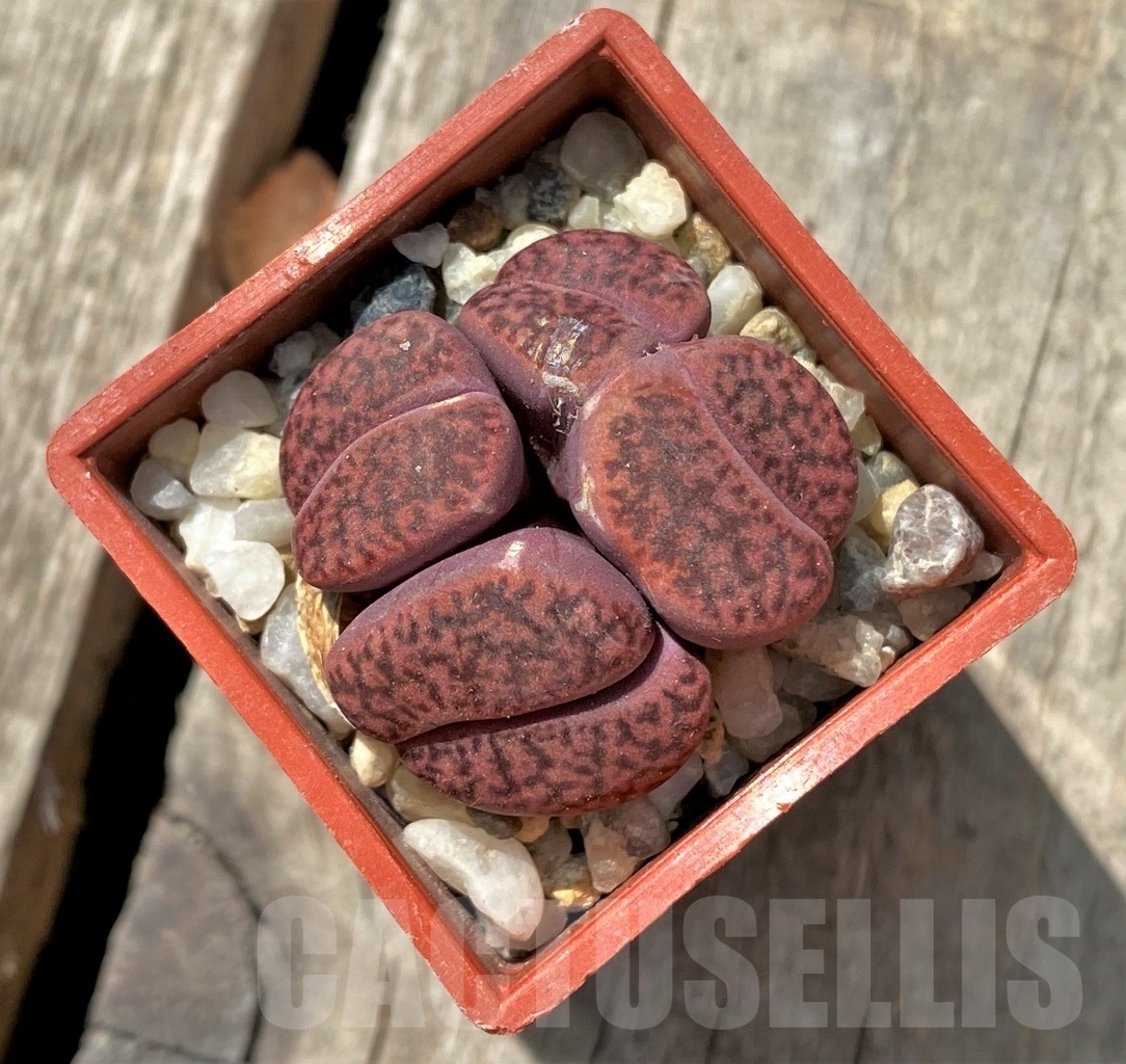SHPR11697 Lithops bromfieldii v. glaudinae 'Rubroroseus' f. monstrosa ? - Image 2