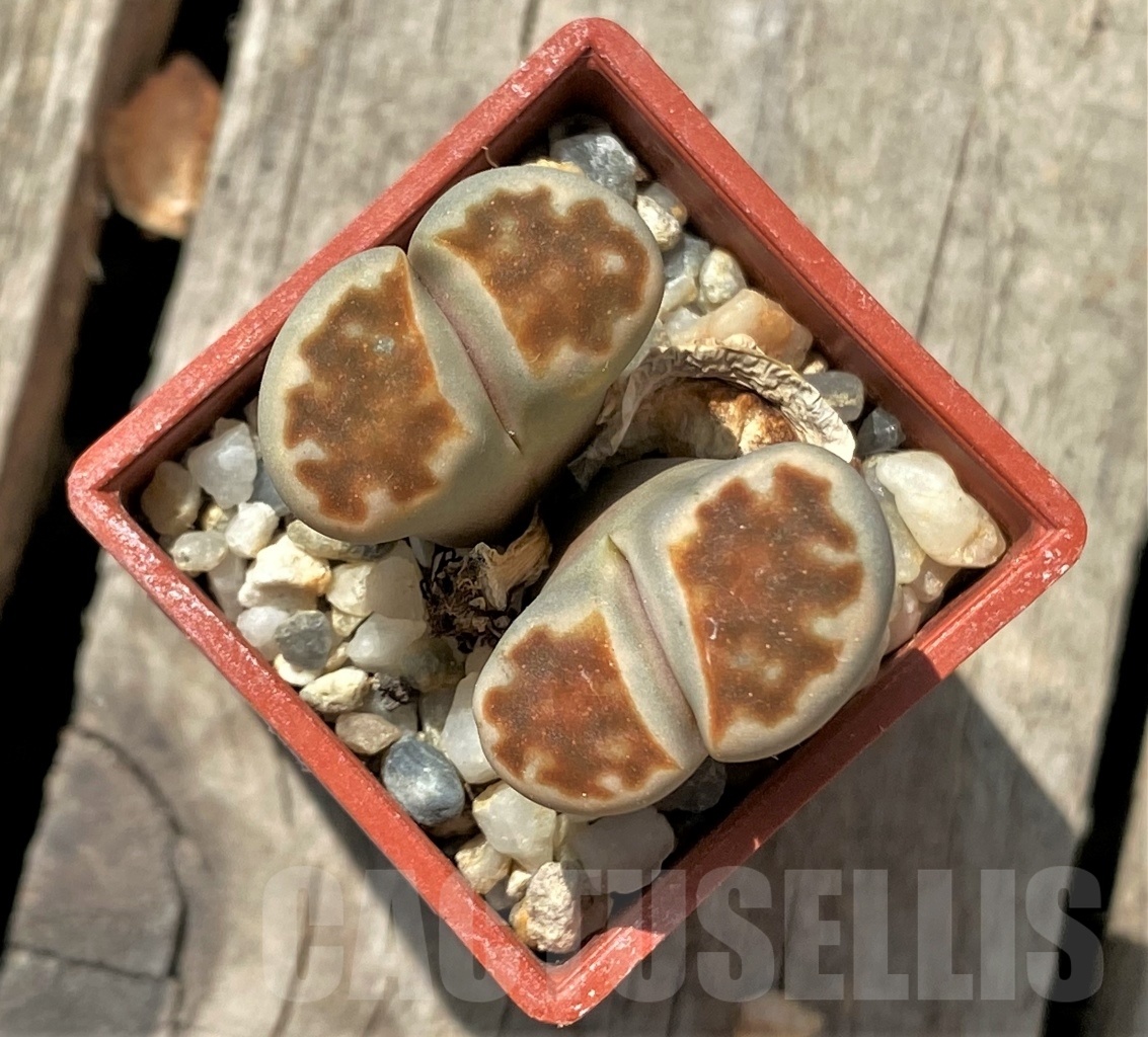 SHPR11700 Lithops karasmontana 'Top Red'